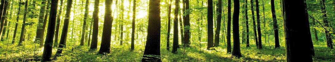 Decoración Forest